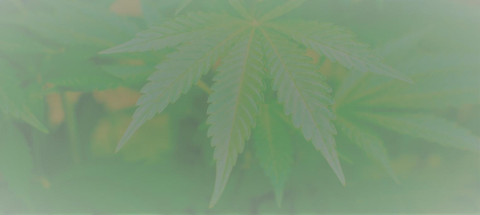 Cannabis banner.png