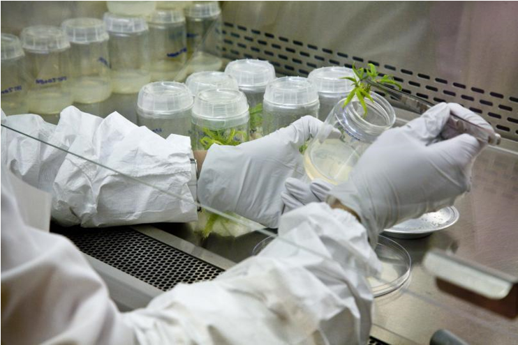 Canna Lab Pic.png